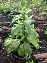 Salvia pentstemonoides