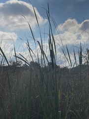 Typha capensis