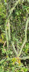 Praecereus euchlorus