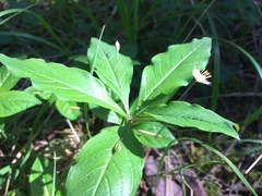 Lysimachia latifolia