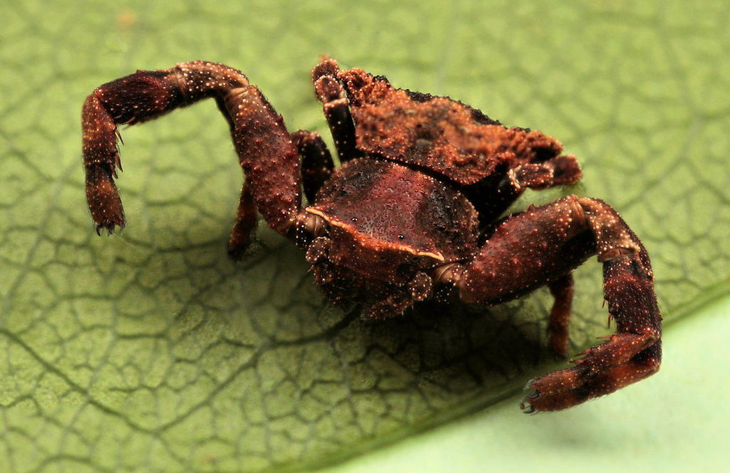 Brown Flower Crab Spider