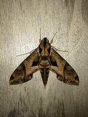 Eumorpha satellitia