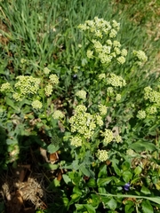 Lepidium