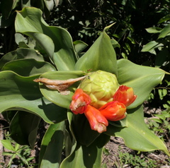 Costus weberbaueri