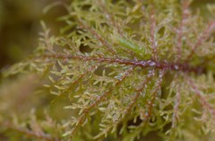 Hylocomium splendens image