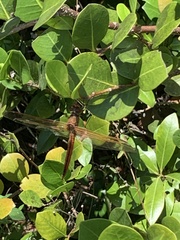Libellula auripennis