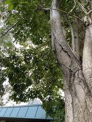 Pterocarpus indicus