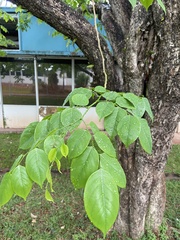 Pterocarpus indicus