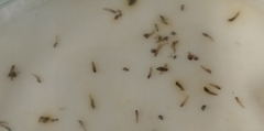 Culicoides