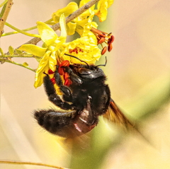 Xylocopa sonorina