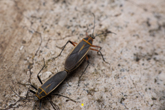 Stenomacra marginella