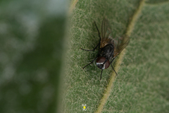 Diptera
