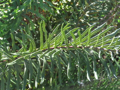 Pityrogramma trifoliata