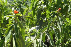 Costus weberbaueri