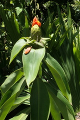 Costus weberbaueri