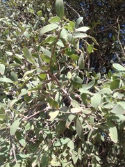 Forestiera