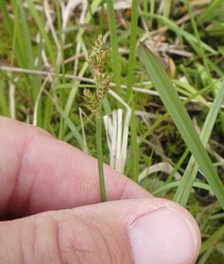 Carex wiegandii