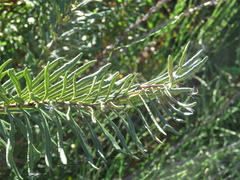 Pityrogramma trifoliata