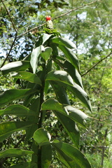 Costus weberbaueri