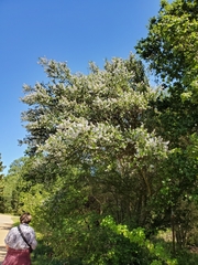 Ceanothus palmeri