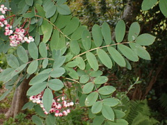 Sorbus discolor