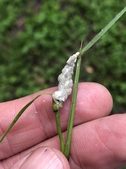 Claviceps