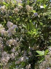 Ceanothus palmeri