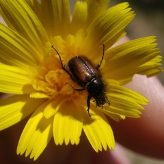 Chasmatopterus villosulus