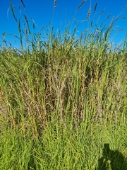 Sorghinae