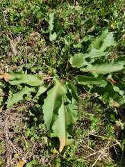 Rumex crispus crispus