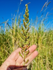 Sorghinae