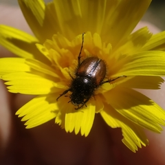 Chasmatopterus villosulus