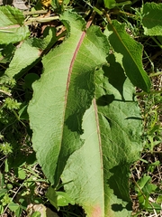 Rumex crispus crispus