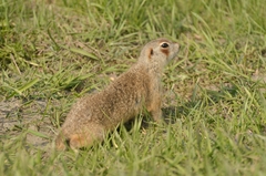 Spermophilus