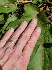 Rumex crispus crispus