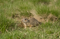 Spermophilus