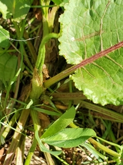 Rumex crispus crispus