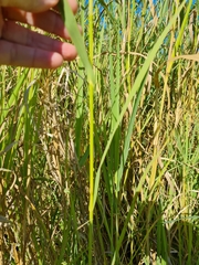 Sorghinae