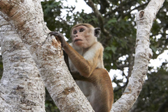 Macaca sinica