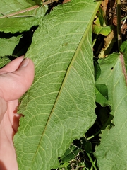 Rumex crispus crispus