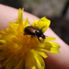Chasmatopterus villosulus