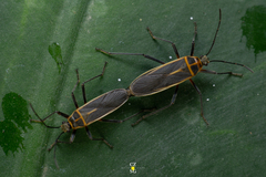 Stenomacra marginella