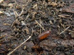 Trichoniscus pusillus