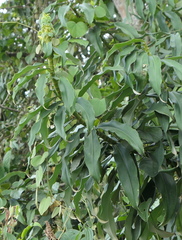 Dimerocostus argenteus