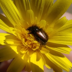 Chasmatopterus villosulus