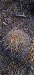 Mammillaria mystax