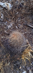 Mammillaria mystax