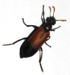 Hycleus palliatus