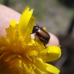 Chasmatopterus villosulus