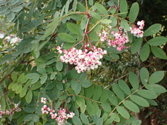 Sorbus discolor
